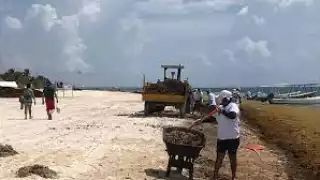 Refuerza la Secretaría de Marina limpieza contra el sargazo en Mahahual