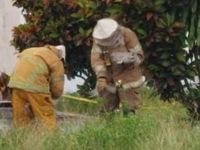 Debido a un grupo de avispas alborotadas, trabajadores del Poder Judicial se quedaron en sus oficinas.