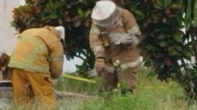 Debido a un grupo de avispas alborotadas, trabajadores del Poder Judicial se quedaron en sus oficinas.