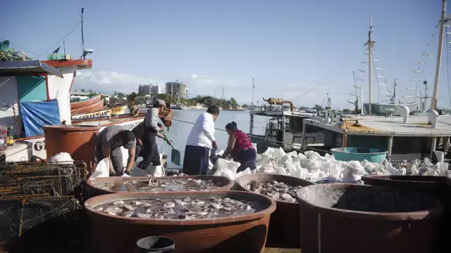 Mujeres yucatecas ganan terreno en esta actividad, especialmente en el procesamiento de pescado