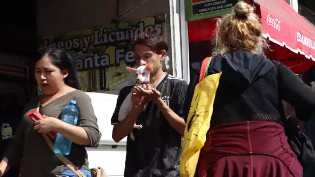 Pepino y manzana sin semillas son comidas balanceadas para mascotas