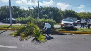 Taxi se monta en camellón central de la avenida “Colosio” en Champotón y derriba palmera    