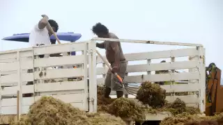 Especialista advierte sobre los riesgos de recoger el sargazo en las playas de Quintana Roo