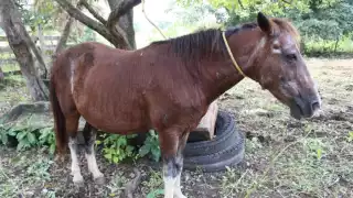 Refuerzan vigilancia y curaciones gratuitas contra gusano barrenador en Yucatán