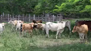 Abigeato en Tenabo: Sacrifican novillona de 400 kg y roban toda la carne