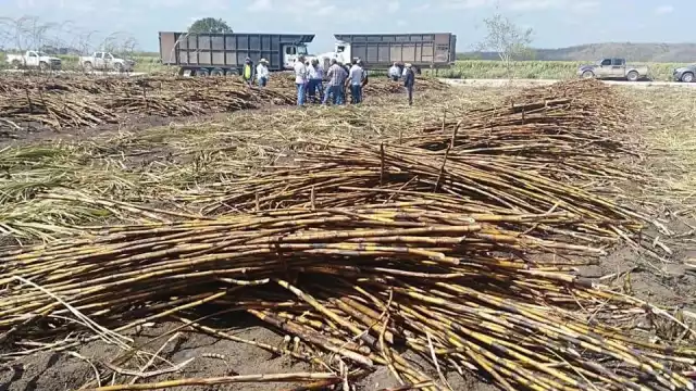 Los productores cañeros no lograron cosechar el millón 500 mil toneladas previstas.