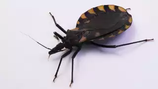 Vectores exhortó a la población a capturar al insecto para su análisis y determinar si la chinche está infectada