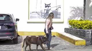 Confirman 24 casos activos por  gusano barrenador en perros en Quintana Roo