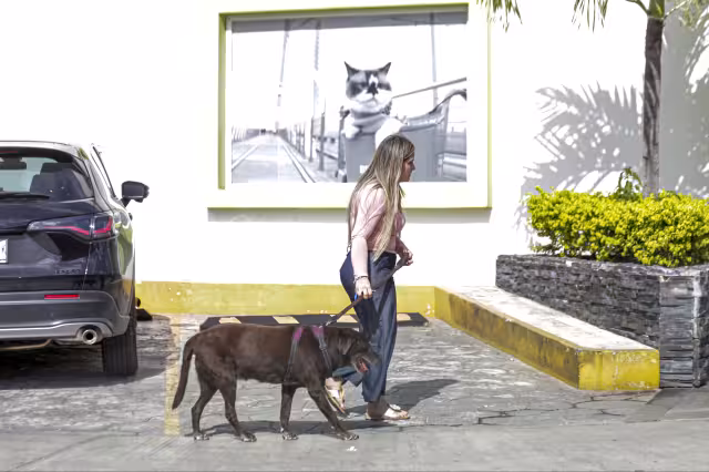 Veterinario advirtió que la carencia de tratamiento oportuno podría derivar en la muerte.