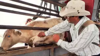 Campeche cierra el año con 680 contagios de gusano barrenador, cuatro de ellos en humanos
