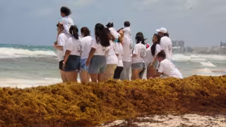Sargazo en Quintana Roo: Semáforo rojo continúa ante acumulación de 90 mil toneladas