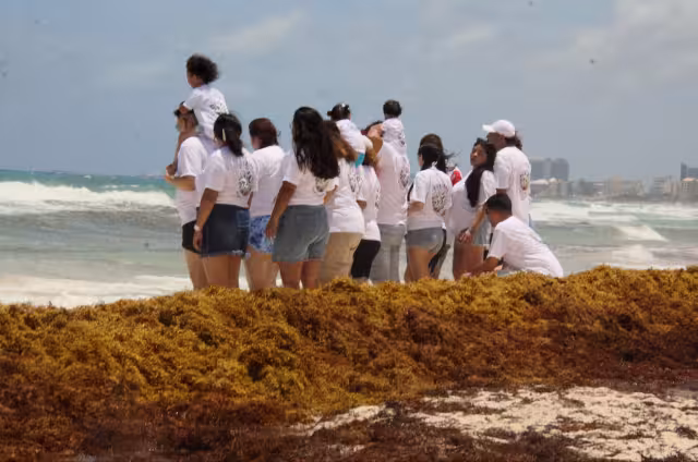 Según datos oficiales, han recolectado más de 8 millones de kilogramos de macroalga en Benito Juárez; más de la mitad del total retirado durante el 2025
