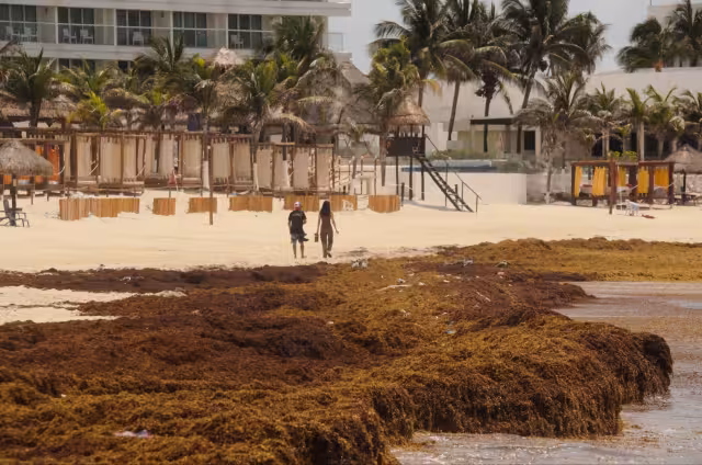 De acuerdo con el informe de la Secretaría de Ecología y Medio Ambiente, la situación ha generado decepción entre los turistas, quienes no puede disfrutar el mar.
