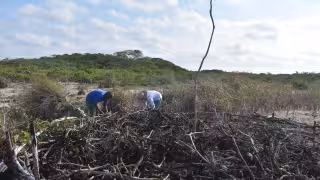 Recuperación de manglares en Yucatán avanza de forma lenta: requiere entre cinco y siete años para consolidarse