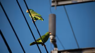 Identifican nueve especies de loros en la zona metropolitana de Mérida
