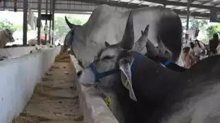 Gusano barrenador se extiende en 93 municipios de Yucatán: registran 38 nuevos casos