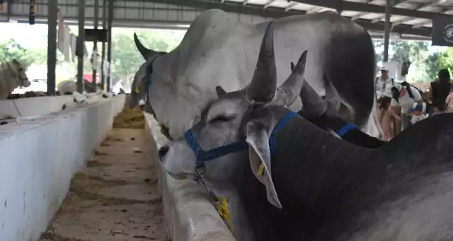 Hasta ahora hay mil 216 casos; en la última semana se sumaron 38