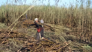 De 150 a 200 pesos: Campesinos de Dzitbalché elevan precio de la leña por alza en la canasta básica