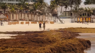 Playa Forum, Playa Chac Mool y Gaviota Azul reportan mayor cantidad