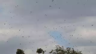 Especialistas consideran que los vientos desvían a los insectos a zonas urbanas como Mérida