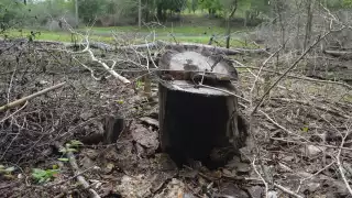 Campeche pierde 950 mil hectáreas de selva en dos décadas
