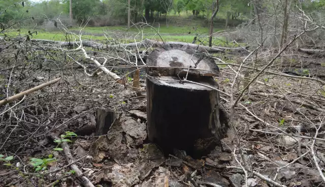 La expansión de los asentamientos urbanos también provoca graves daños.