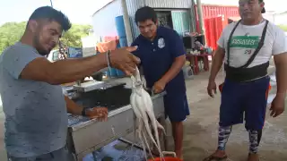 Con más de 20 mil ton logradas, los pescadores se acercan a la meta de 28 mil prevista este año