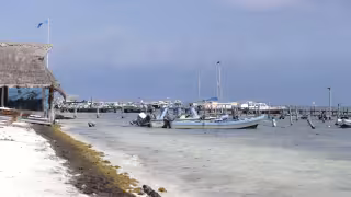 Impacto ambiental y turístico del sargazo