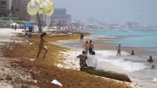 De acuerdo con el Instituto Oceanográfico del Golfo y Mar Caribe, actualmente hay 10 agrupaciones dele vegetal marino frente al Caribe Mexicano