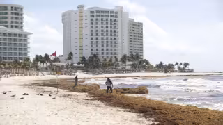 En 11 balnearios ondean bandera rojas y amarillas por exceso de sargazo, así como corrientes de retorno