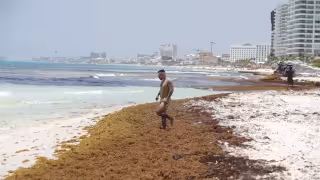Países del Caribe, la Unión Europea, Brasil y Japón participarán en la reunión sobre el sargazo.
