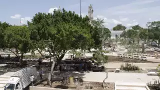 Se seleccionaron cinco de las especies más importantes para la cultura maya, como ceiba y álamo