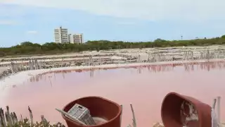 El desarrollo de proyectos inmobiliarios entre Telchac y Dzemul afecta la producción de ese condimento