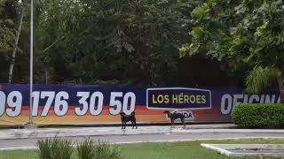 Perros abandonados propician presencia de jaurías en Mérida; Ayuntamiento interviene -