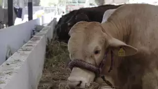 En un video se muestra cómo trasladan de manera ilícita un animal