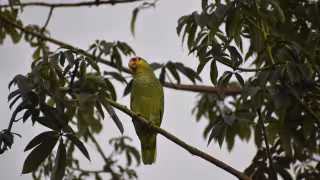 Piden proteger al loro yucateco, ave endémica amenazada por la deforestación y el tráfico ilegal