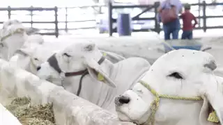 Criadores de ganado aseguran que pueden contrarrestar un ataque del gusano barrenador