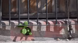 Naturaleza que desafía el concreto en Mérida