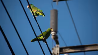 El Proyecto Santa María da a conocer los resultados de su programa de monitoreo urbano de aves