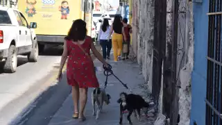 La demanda de mascotas es aprovechada para cometer fraudes.