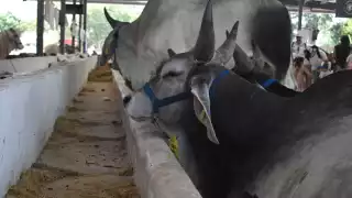 Hasta ahora hay mil 216 casos; en la última semana se sumaron 38