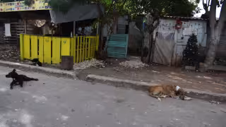 Autoridades de Mérida reportan presencia persistente de jaurías en zonas urbanas