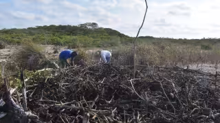 Los procesos en la costa yucateca requieren entre cinco y siete años para su consolidación