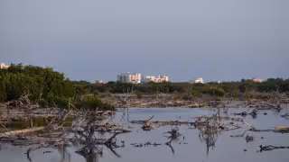México busca restaurar 30 mil hectáreas de manglar