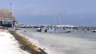Anticipan descenso del sargazo en playas de Quintana Roo