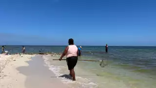 Algas nocivas han sido detectadas en la costa yucateca