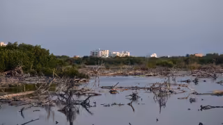 WWF restaura 100 hectáreas de manglar en Yucatán para frenar el deterioro de manglares frente a la presión inmobiliaria en la costa