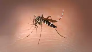 En Yucatán, resurge el chikungunya, aumenta el dengue y aparecen moscos capaces de transmitir hasta cuatro enfermedades