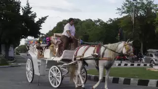 Dan de baja al calesero que golpeó a un caballo en el Centro de Mérida