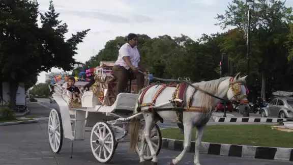El conductor, que fue expulsado de la agrupación, fue grabado golpeando a un caballo El conductor, que fue expulsado de la agrupación, fue grabado golpeando a un caballo